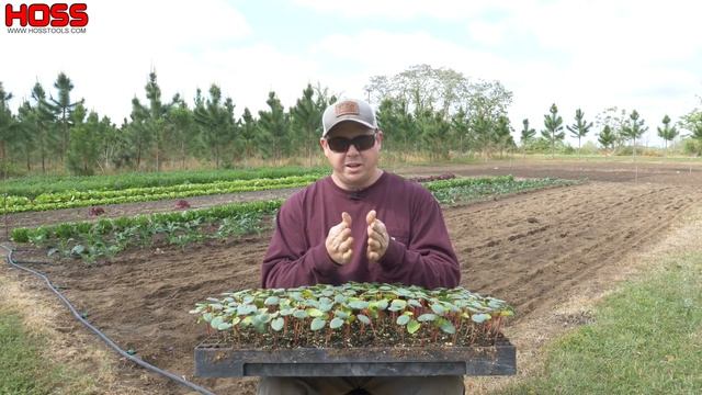 GROW MORE OKRA WITH THESE EASY TIPS! смотреть онлайн