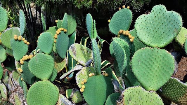 4K БАРСЕЛОНА КОСТА БРАВА БЛАНЕС смотреть онлайн