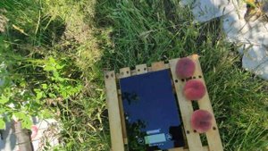 Персик Манон 10.07.2023 Киевская область