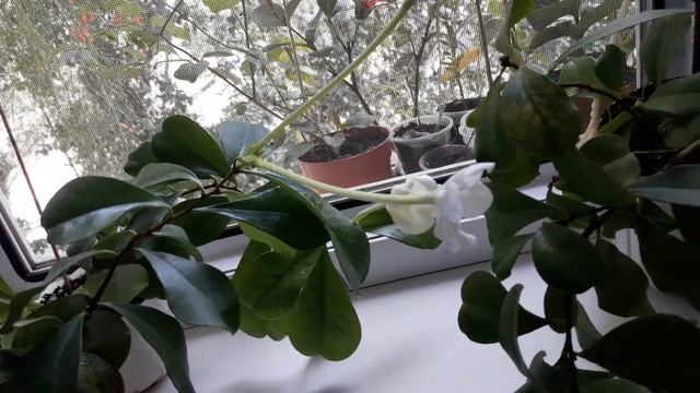 Ароматные редкие комнатные растения. Брунфельсия