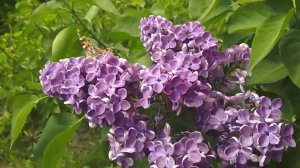 Bumblebees BEEthe Life - road of FLOWERS  жизнь ПЧЕЛЫ -дорога ЦВЕТОВшмели ПЧЕЛЫПОЛЕ