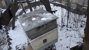 сила отводков в декабре, в зависимости от способа формирования отводка в июле