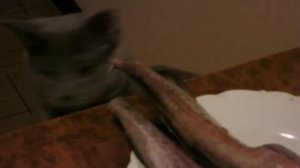 Кот ворует рыбу