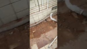школьная столовая ужас
