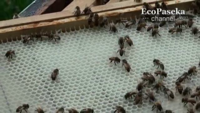 Рамки, планки, дырки смотреть онлайн