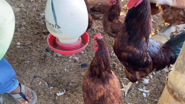PAG AALAGA NA DAAN-DAANG MANOK SA RANGE AT KULONGAN | MALAYBALAY CITY BUKIDNON смотреть онлайн