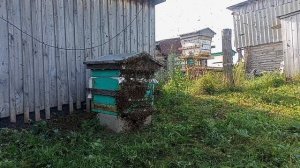 Пчелы
