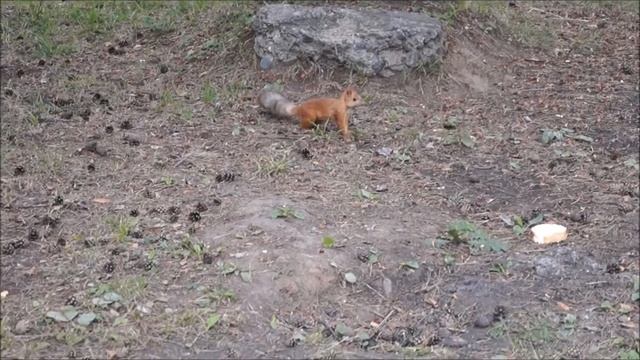 Белочка и хлеб смотреть онлайн