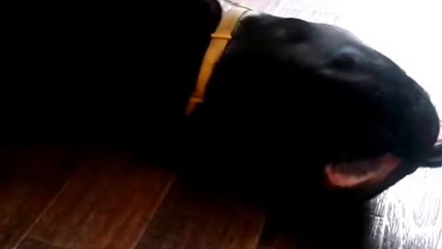 Кане корсо Нордик смотреть онлайн