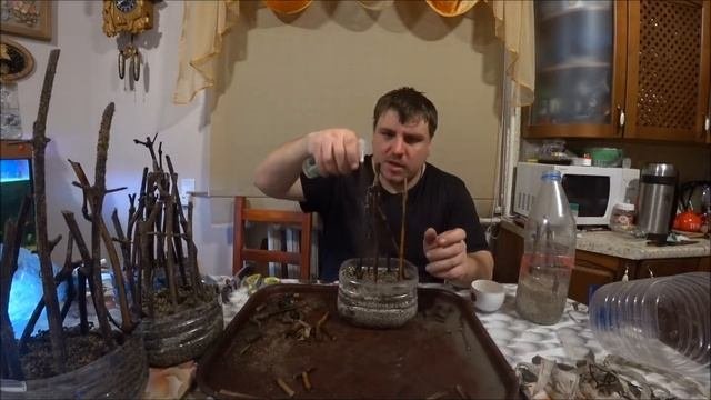 Заготовка, хранение и укоренение черенков винограда.