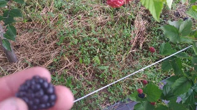 Дегустация ягоды ежевики сорт Полар!!! смотреть онлайн