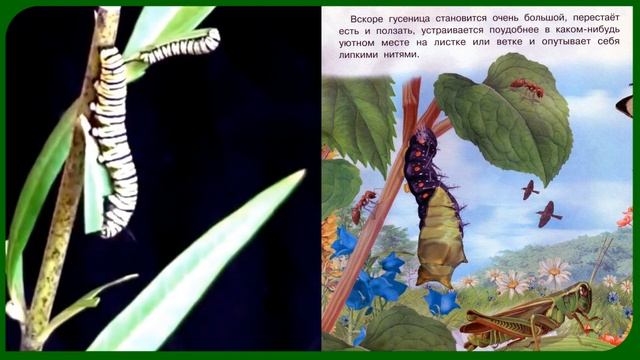 Как появляется БАБОЧКА?  Размножение.  Жизненный цикл бабочки: яйца, гусеница, куколка, бабочка.