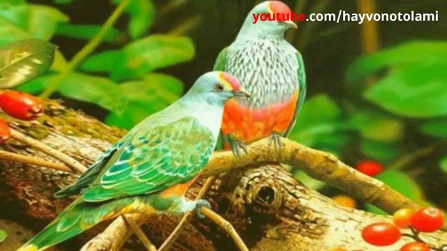 Дунёдаги энг чиройли кушлар смотреть онлайн