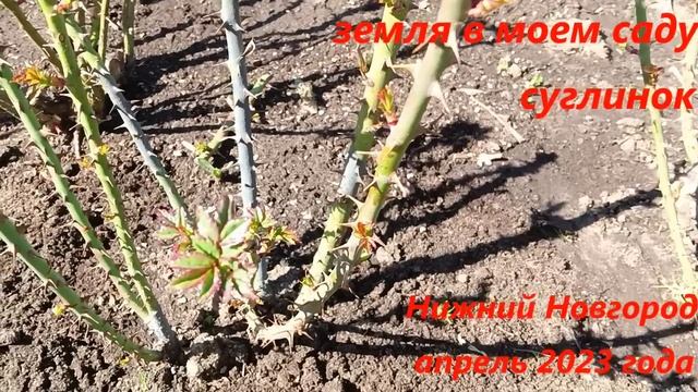 Начинаю кормить розы ,полив роз,санитарная обрезка трижды,чернота молодых роз. смотреть онлайн