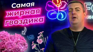 Самая жирная гвоздинка | Цветы оптом | Плантация Geo Flora | Колумбия