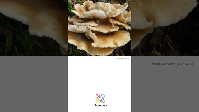 Oyster mushroom (Pleurotus ostreatus) | Lookalikes | Practical Short Profile | Shroomers