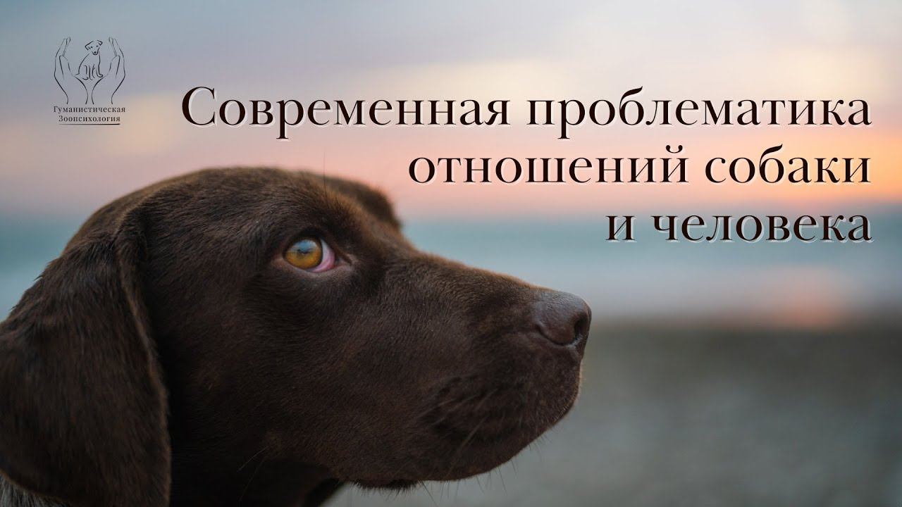 Современная проблематика отношений собаки и человека смотреть онлайн