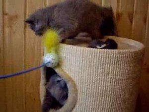 Британские котята, Вислоухие котята, Хайленды. Более 10 окрасов!