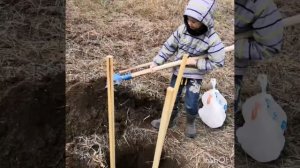 Посадка яблони Алая Сласть
