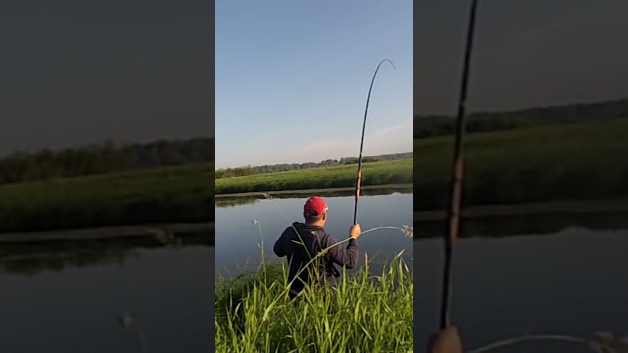 КИЛОГРАММОВЫЙ КАРАСЬ УТАСКИВАЕТ УДОЧКУ  #рыбалка #shortsvideo #shorts #short #ловлякарася