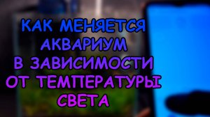 КАК МЕНЯЕТСЯ АКВАРИУМ В ЗАВИСИМОСТИ ОТ ЦВЕТОВОЙ ТЕМПЕРАТУРЫ #АКВАМЕН
