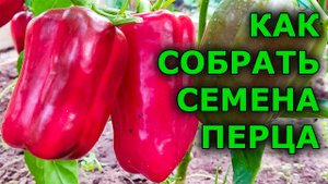 У таких семян 100% всхожесть! Как собрать, просушить и сохранить семена перца.