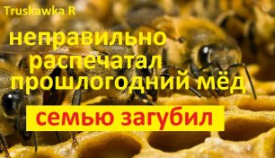 Пчёлы. Главная ошибка весной, перекормить  пасеку. Как пчёл перекармливают, и они пропадают за месяц