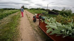 Покатушки на мотоблоке МТЗ-09Н. Встреча с соседом.