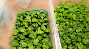 ПОЧЕМУ ЧЕРЕНКИ ХРИЗАНТЕМЫ ПЛОХО УКОРЕНЯЮТСЯ.НЕ ДОПУСКАЙТЕ ТАКИХ ОШИБОК.