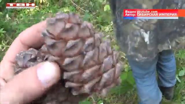 Сбор кедрового ореха с 15 августа. смотреть онлайн