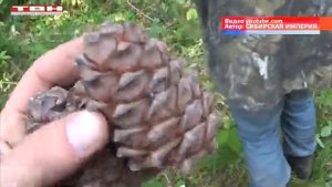 Сбор кедрового ореха с 15 августа.