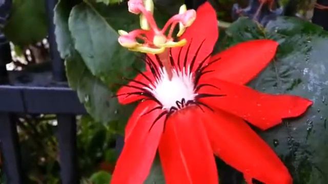 Passiflora Coccinea смотреть онлайн