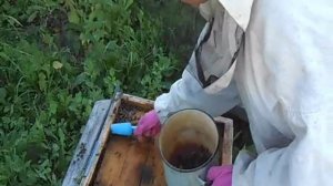 массовая гибель пчёл в каширском районе