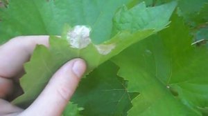 Почему сохнут листья на винограде?