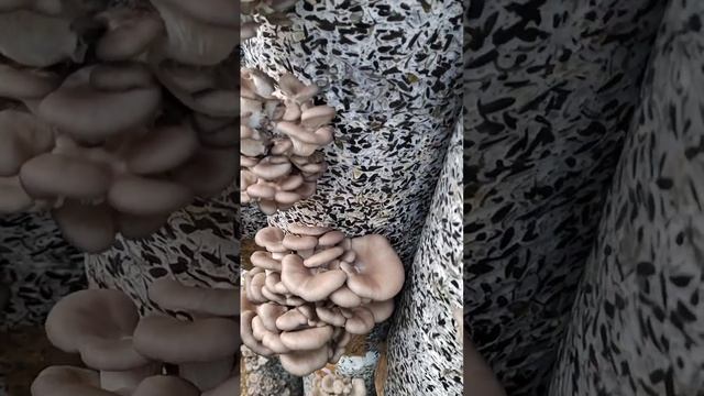 Белый налёт на грибах вёшенка-что это? Споры, плесень? смотреть онлайн