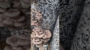 Белый налёт на грибах вёшенка-что это? Споры, плесень?