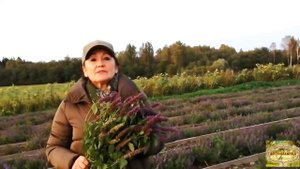 ЛОФАНТ АНИСОВЫЙ (часть 2)