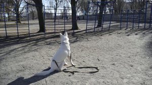 Дрессировка белой швейцарской овчарки. Часть 2.