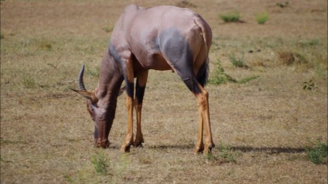 Park Narodowy Masai Mara - Maasai Mara National Reserve Safari - Kenia - Safari 2015 смотреть онлайн