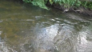 69 Серия Срыв Рыбы Хариус на Рыбной Яме Обманка Удочка Поплавок Тайга