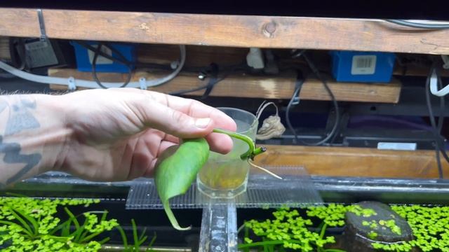 How to: Pothos Plant in Your Aquarium смотреть онлайн