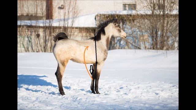 Рост жеребят