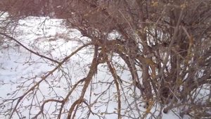 Обрезка КИЗИЛА - лучшей садовой культуры. Абсолютно не нужна! Ч.1