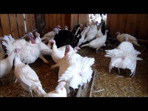 Индюки на ферме