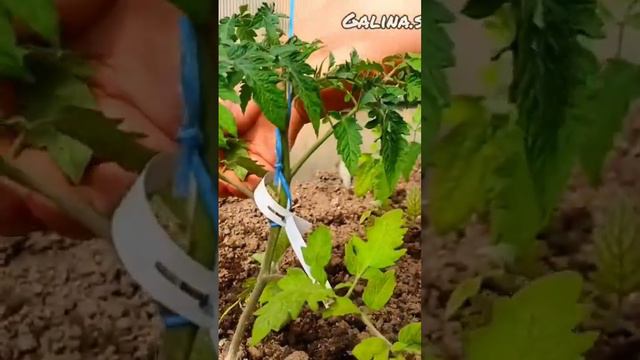 ПРИЗНАКИ НЕХВАТКИ АЗОТА📍#dwarf#tomato #tomatoes#garden#summer#томаты#рассада #семена#перцы#цветы