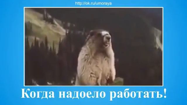 Когда надоело работать
