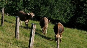 На лугу пасутся коровы, мычание коровы