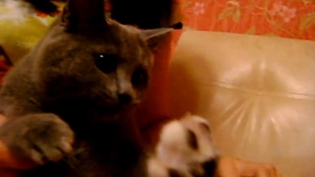 дикий котёнок смотреть онлайн