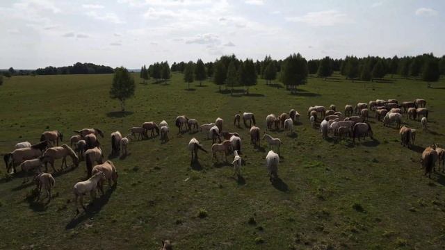 Ранчо на Урале. КФХ Идиятуллина Х.С