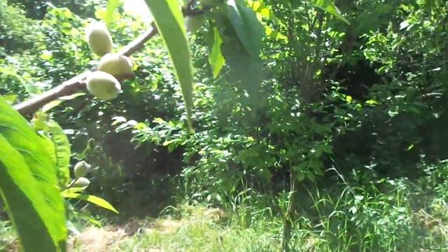 Курчавость персика в 22г. Короткая обрезка - не надо нормировать смотреть онлайн